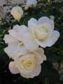 free photo gallery - flower rose