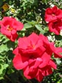 free digital photo red roses