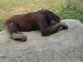 free digital photo animal chimps