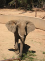 free digital photo animal elephant