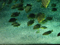 free digital photo animal fish