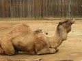 free photo gallery - animal camel