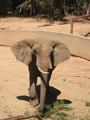 free digital photo animal elephant