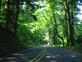 free photo gallery woods
